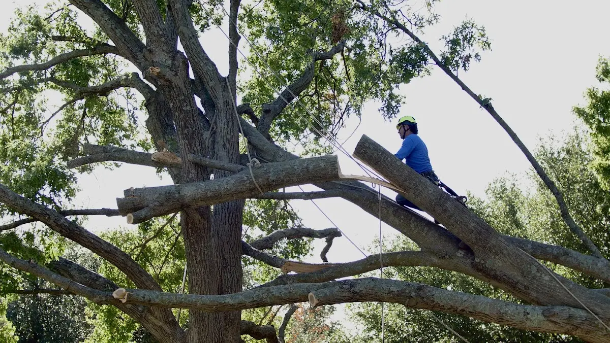 Professional Hazardous Tree Removal performed by certified arborists in Mentcle