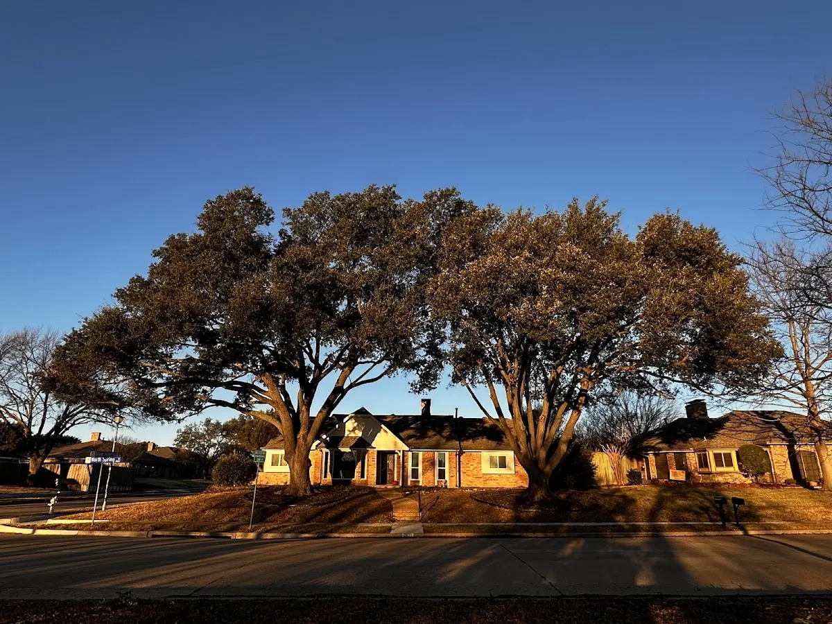 Established residential canopy tree shading a home in Mentcle